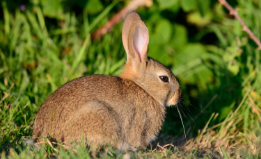 Illustration : "Pourquoi mon lapin est-il agressif ? "