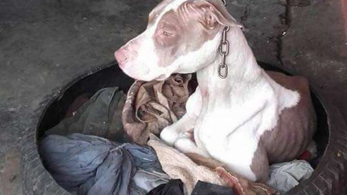Illustration : "Après des années d’une quasi-pendaison, une chienne libérée de son propriétaire peu scrupuleux"