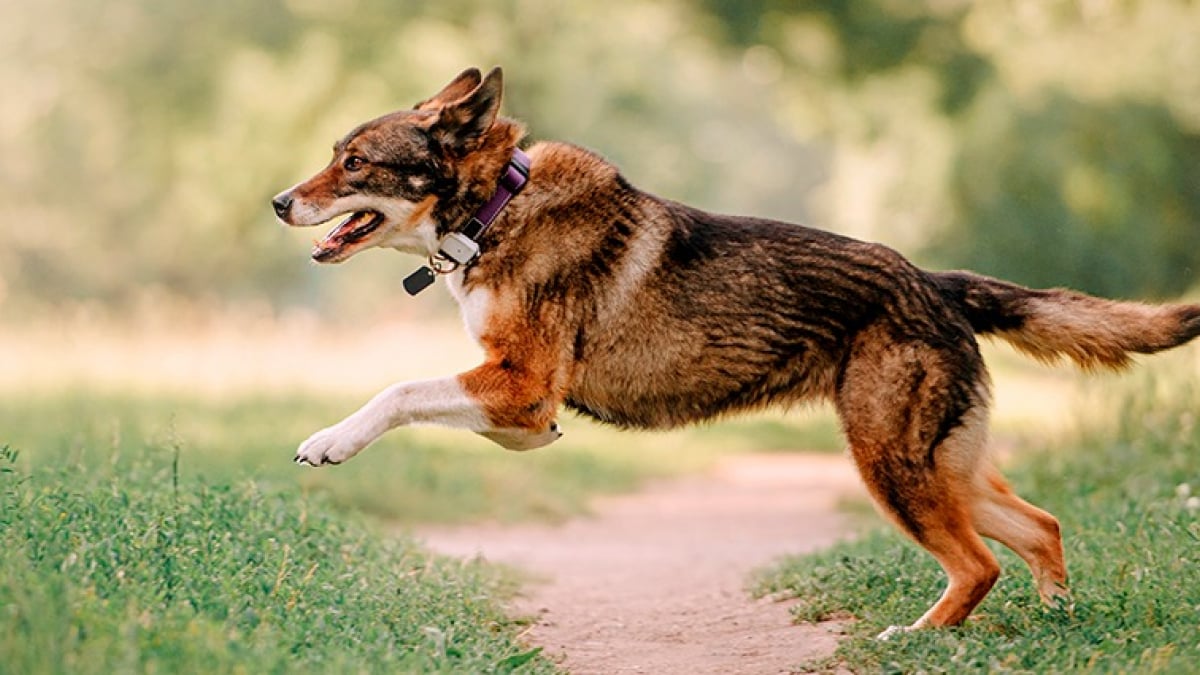 collier gps chien