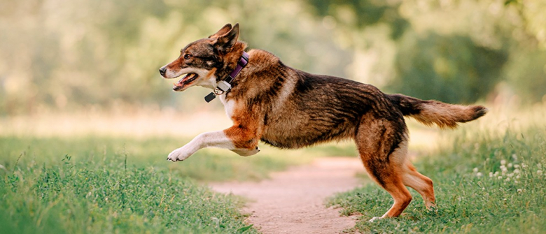Illustration : "Choisir un collier GPS pour chien"