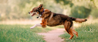 Illustration : "Choisir un collier GPS pour chien"