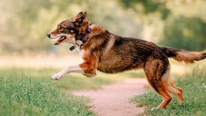 Illustration : "Choisir un collier GPS pour chien"