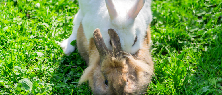 Illustration : "La reproduction chez le lapin"