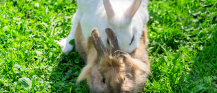 Illustration : "La reproduction chez le lapin"