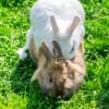 Illustration : La reproduction chez le lapin