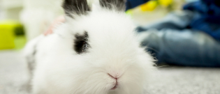 Illustration : "Pourquoi mon lapin tape dans sa cage ?"