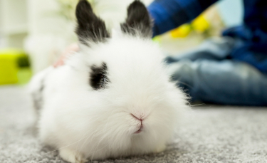 Illustration : "Pourquoi mon lapin tape dans sa cage ?"