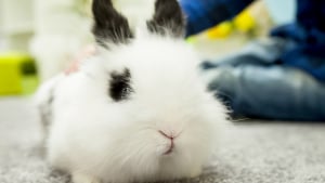 Pourquoi mon lapin a une oreille qui tombe ? - Blog