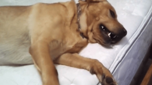 Illustration : (Video) Un chien ne bouge pas du lit jusqu’à ce que sa maîtresse emploie un mot qui va tout changer