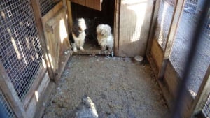Illustration : Une éleveuse condamnée pour avoir gardé une cinquantaine d’animaux dans d’horribles conditions