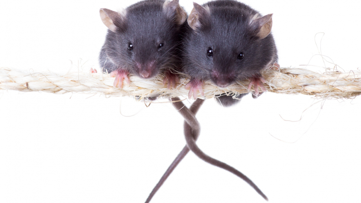 Illustration : "La reproduction chez la souris"