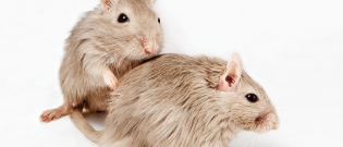 Illustration : "La reproduction chez la souris"