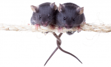 Illustration : "La reproduction chez la souris"