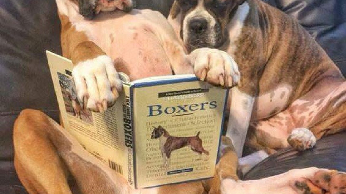 Illustration : "28 bonnes raisons d’adopter un Boxer"