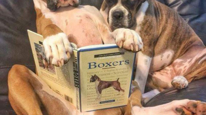 Illustration : 28 bonnes raisons d’adopter un Boxer