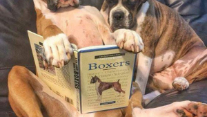 Illustration : 28 bonnes raisons d’adopter un Boxer