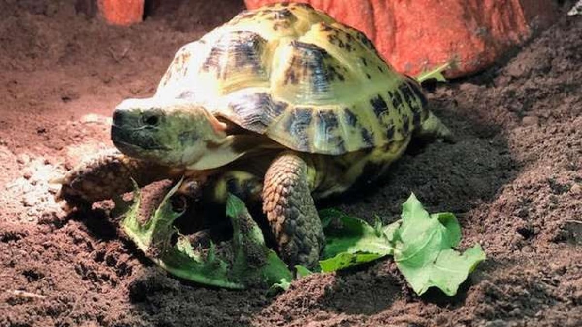 Illustration : "Une petite tortue disparaît, sa propriétaire la retrouve un mois plus tard"
