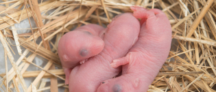 Illustration : "La reproduction chez le rat"