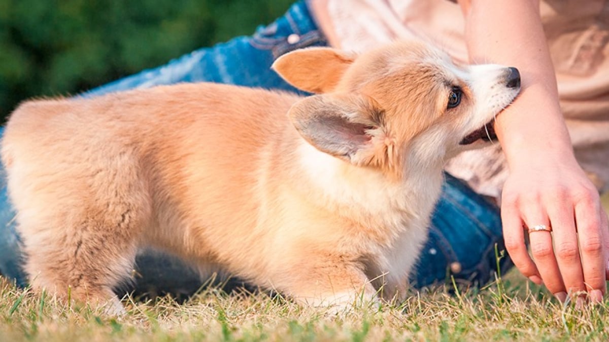 Illustration : "Comment réagir en cas de morsure de chien ?"