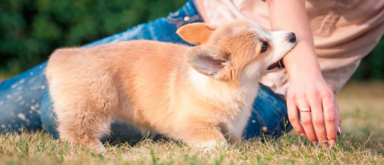 Illustration : "Comment réagir en cas de morsure de chien ?"