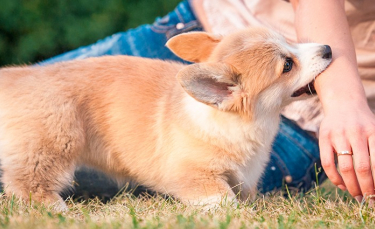 Illustration : "Comment réagir en cas de morsure de chien ?"