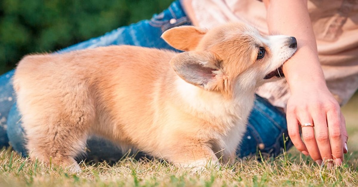 Comment dégonfler une morsure de chien ?