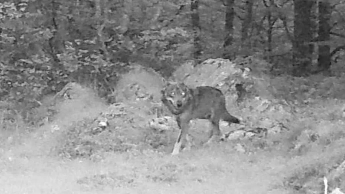 Illustration : "Un hybride mi-loup, mi-chien dans les Pyrénées-Atlantiques, le préfet autorise les tirs de défense"