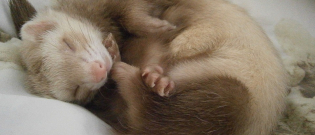 Illustration : "La reproduction chez le furet"
