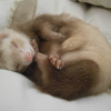 Illustration : La reproduction chez le furet