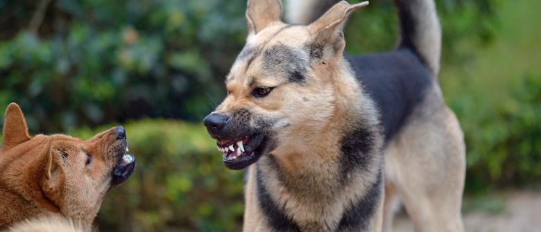 Illustration : "Maîtriser un chien agressif "