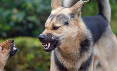 Illustration : "Maîtriser un chien agressif "