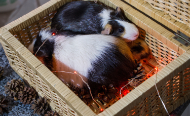 Illustration : "La reproduction chez le cochon d’Inde"
