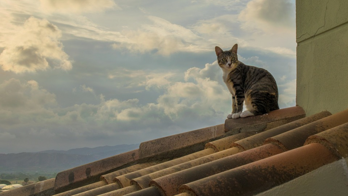 Illustration : "Un jeune homme vient en aide à un chat bloqué sur les toits"