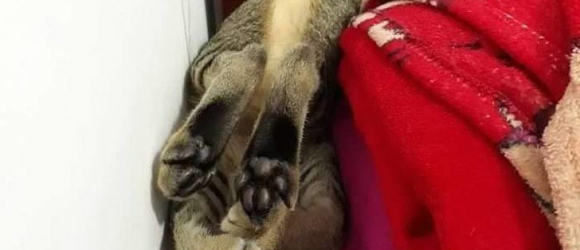 Illustration : "15 photos qui prouvent que les chats ont du charisme même dans des situations cocasses"