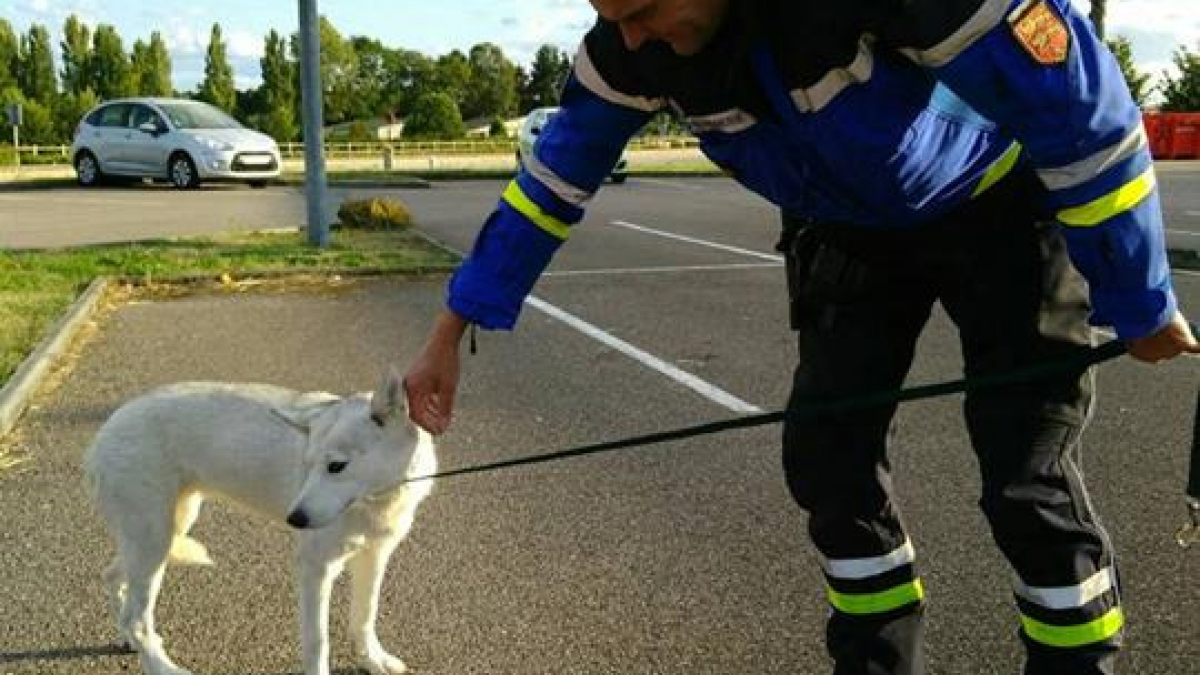 Illustration : "En plein contrôle routier, des gendarmes sauvent la vie d’un chien"