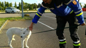 Illustration : En plein contrôle routier, des gendarmes sauvent la vie d’un chien