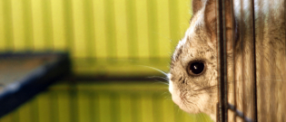 Illustration : "La reproduction chez le Chinchilla"