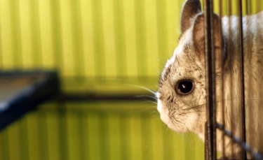 Illustration : "La reproduction chez le Chinchilla"