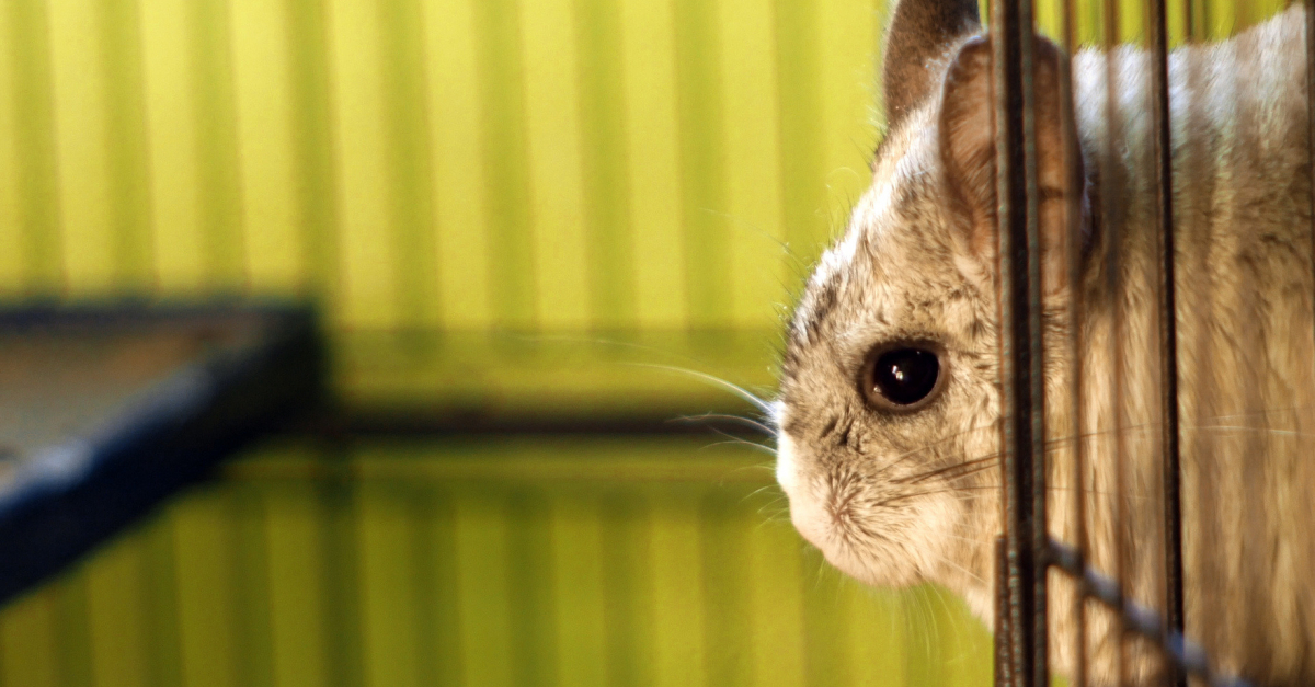 La Reproduction Chez Votre Chinchilla Tout Ce Qu Il Faut Savoir La Reproduction Chez Votre Chinchilla Tout Ce Qu Il Faut Savoir