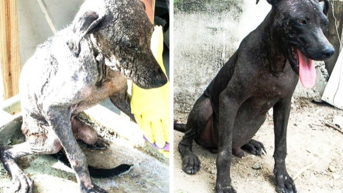 Illustration : "15 histoires de sauvetages de chiens avec les photos avant et après"