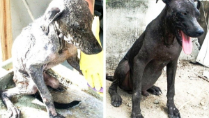 Illustration : 15 histoires de sauvetages de chiens avec les photos avant et après