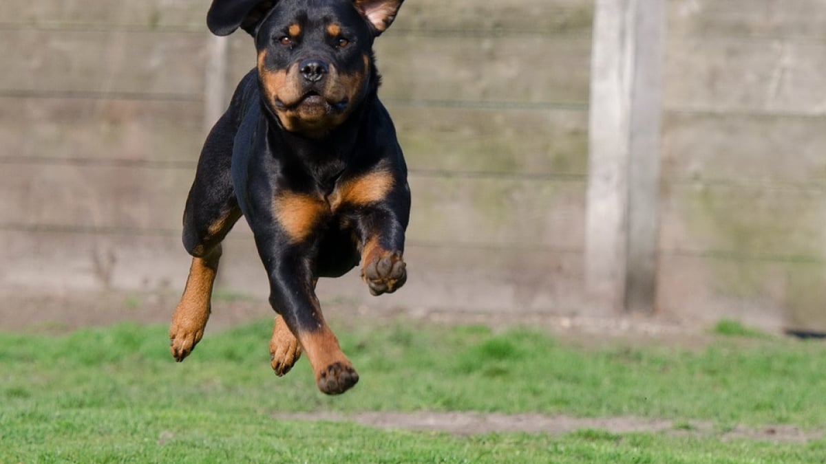 Illustration : "Attaqué par un chien, un gendarme se défend en lui tirant dessus"