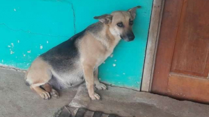 Illustration : Costa Rica : une famille déménage en abandonnant leur chienne enceinte