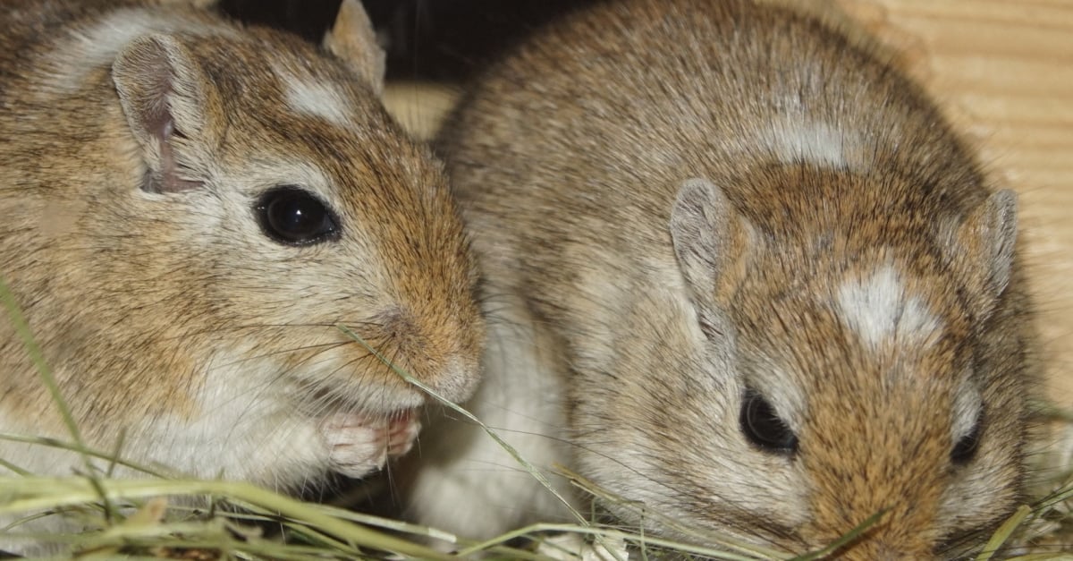 La Reproduction Chez Votre Gerbille Tout Ce Qu Il Faut Savoir