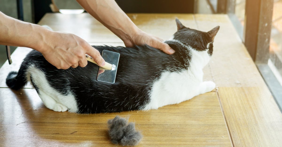 Quelles Sont Les Causes Et Comment Traiter La Perte De Poils Chez Votre Chat