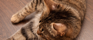 Illustration : "La teigne du chat"