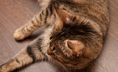 Illustration : "La teigne du chat"