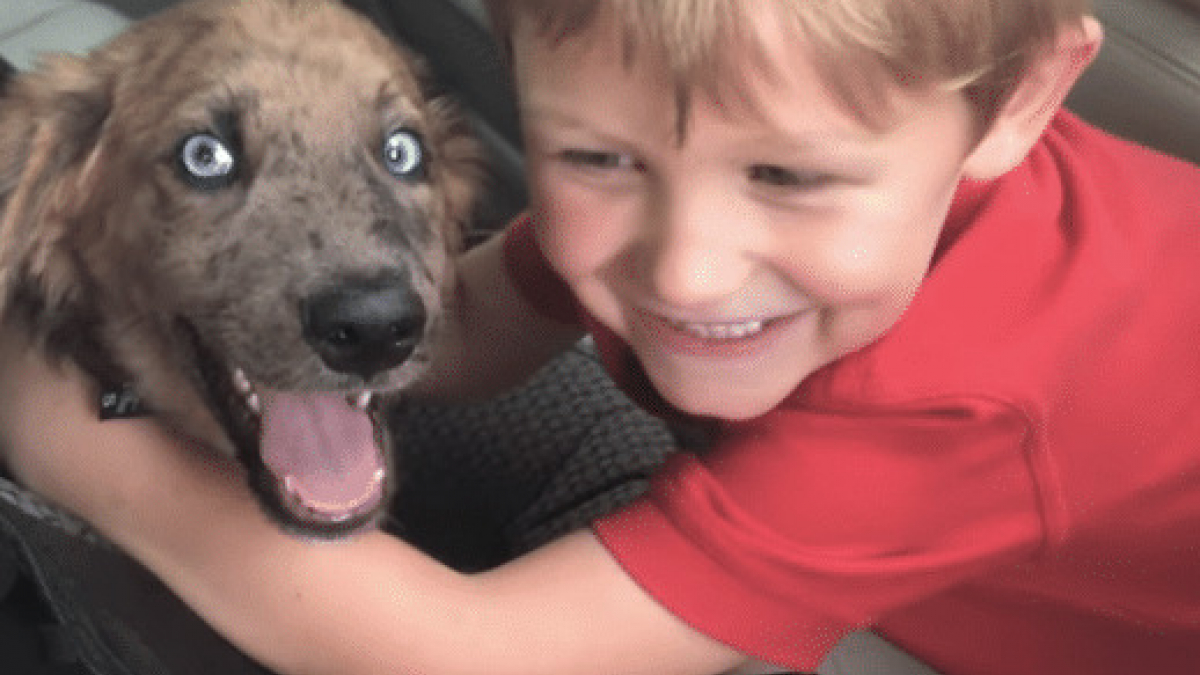 Illustration : "(Vidéo) Un enfant surpris par la présence d’un chiot en ouvrant la porte de la voiture de son père"