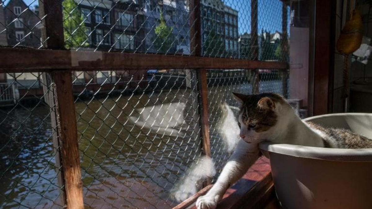 Illustration : "Un refuge pour chats très spécial à Amsterdam sur une péniche !"