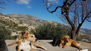 Illustration : Un homme ouvre un refuge par ses propres moyens après avoir secouru 50 chiens dans une décharge